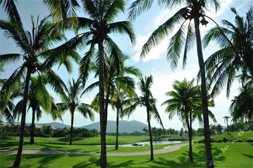 俏哥老式炒鸡大盆骨